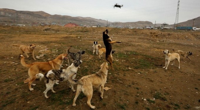 Köpeklerin drone ile imtihanı kamerada