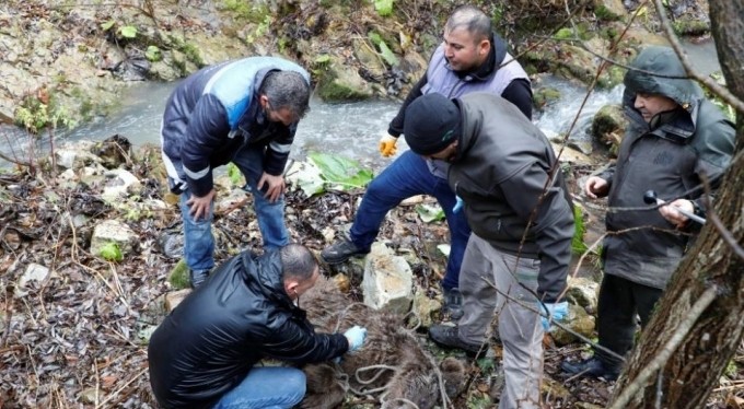 Bursa'da ayı kurtarma operasyonu