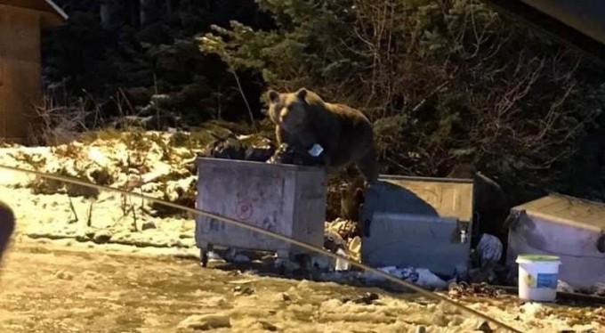 Bursa'da selam verdikleri ayı otomobile saldırdı, o anlar kameraya yansıdı