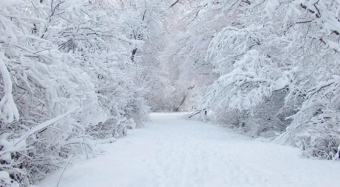 Bursa'da kar yağışıyla aç kalan domuz sürüleri şehir merkezine indi