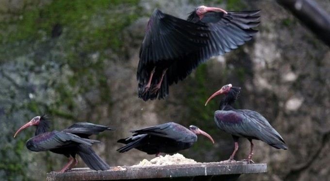 Dünyada nesli tükeniyor....Bursa'da nüfusu artıyor