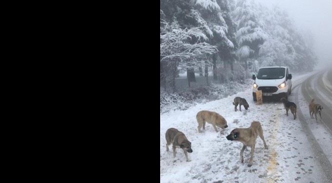 Uludağ'daki can dostlara Osmangazi şefkati
