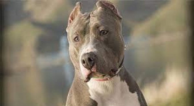 Bursa'da başıboş Pitbull köpeğine camide operasyon