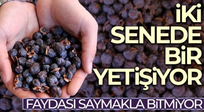 İki senede bir yetişiyor, faydası saymakla bitmiyor