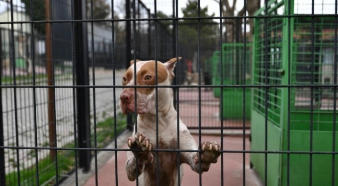 Can dostlar barınaklara emanet