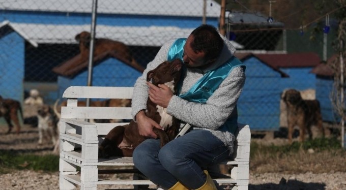 Bursa'da terk edilen pitbullar ile dost oldu...
