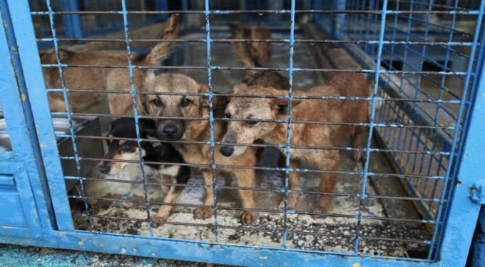 Bursa'da yasaklı ırklarla ilgili önemli adım