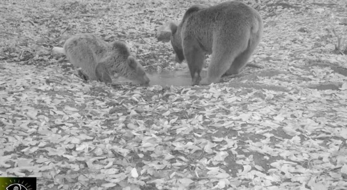 Boz ayılar Uludağ'da fotokapana böyle yakalandı