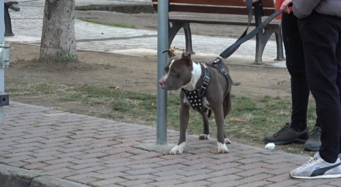 Çocuk parkına terkedilen Pitbull'u kemeriyle yakaladı