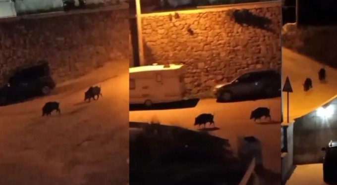 Bursa'da aç kalan domuzlar şehir merkezine indi