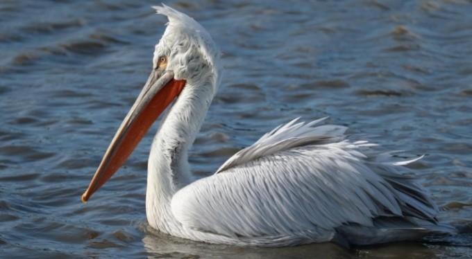 Bursa'da su kuşu sayımı yapıldı
