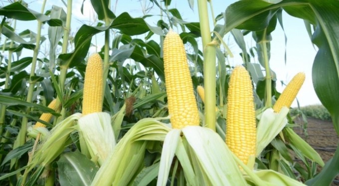 Dünya Türkiye'nin tatlı mısırını sevdi