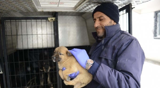 Yıldırım'da can dostları emin ellerde