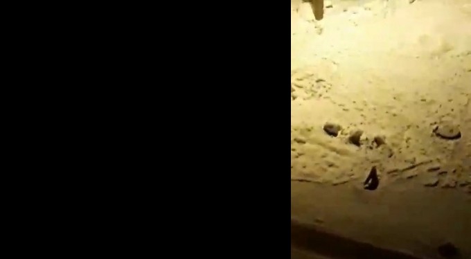 Bursa'da aç kalan tilkiler şehir merkezine indi