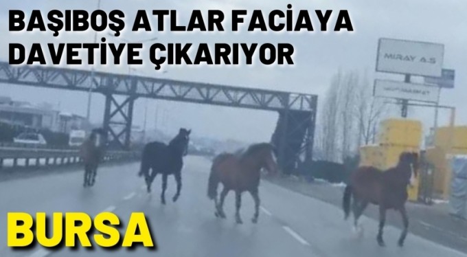 Bursa'da ana yolda gezen atlar faciaya davetiye çıkarıyor