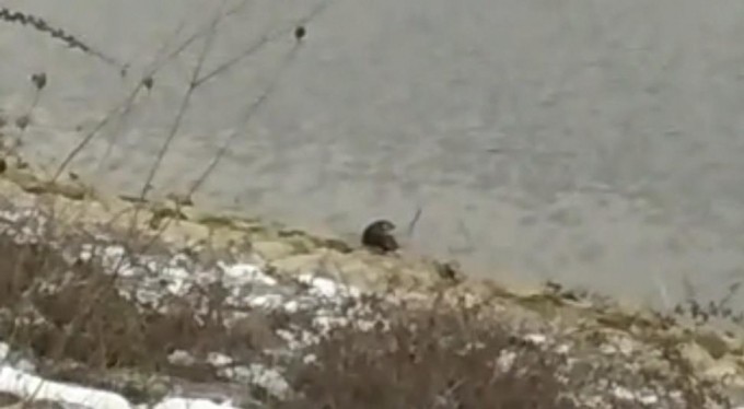 Nesli tükenme tehlikesi altında... Bursa'da görüntülendi