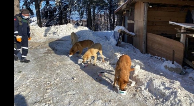 Uludağ'daki can dostlar kış boyu besleniyor