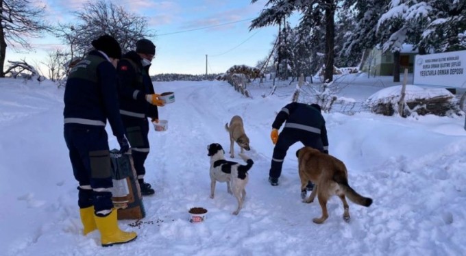 Uludağ'daki can dostlar kış boyu besleniyor