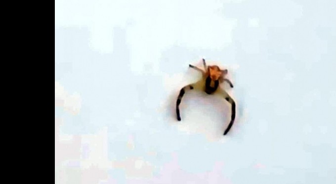 İnsanı andıran böcek görenleri hayrete düşürdü