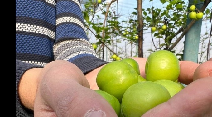 Kış ortasında Bursa'da erik hasadı...Tanesi 20 liraya satılıyor