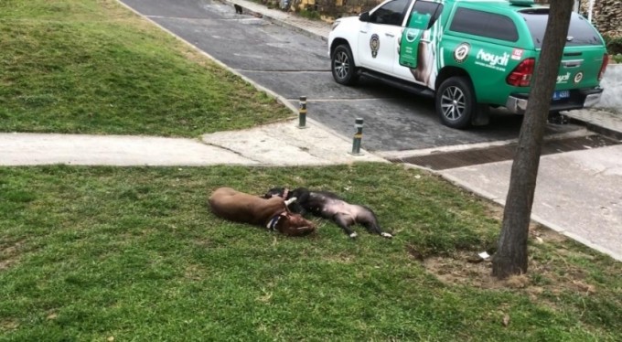 Çocuk parkında dehşet...Kendilerine saldıran Pitbull köpekleri tabancayla öldürdüler