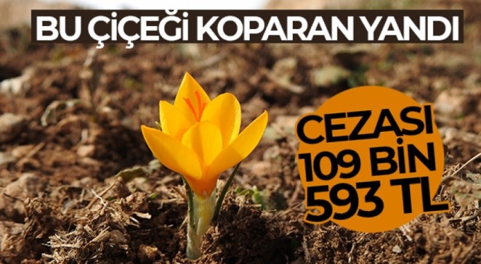 Bu çiçeği koparmanın cezası 109 bin 593 TL