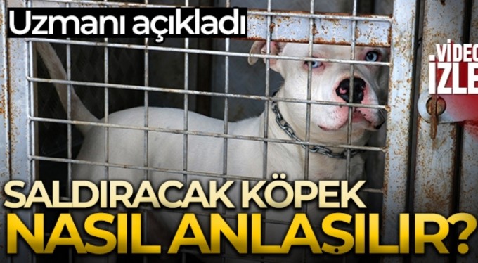 Uzmanı açıkladı, saldıracak köpek nasıl anlaşılır?