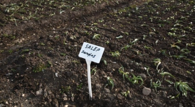 Mustafakemalpaşa aromatik bitkiler bölgesi oluyor