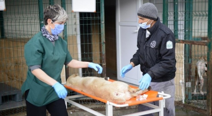 Otomobil çarpması sonucu yaralanan köpek hayata tutundu