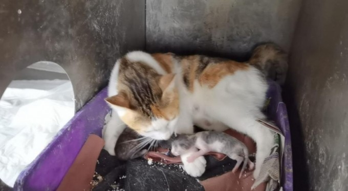 Kalp masajıyla hayata tutunan 3 yavruya 'Altın' sahip çıktı