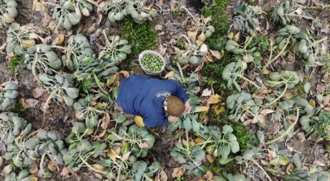 Bu yıl bu sebze eken üreticinin yüzü güldü