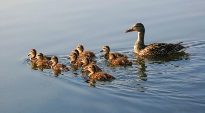 Dikkat av sezonu kapandı