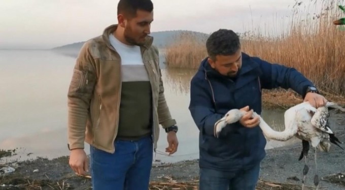 Ayağı kırılan flamingoyu kurtardılar