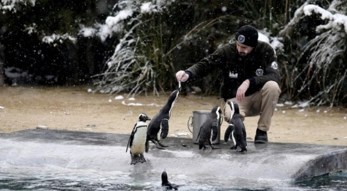 Bursa'da kar altında penguenlerin beslenme saati
