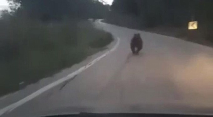 Köye inen ayıyı otomobille kovaladılar