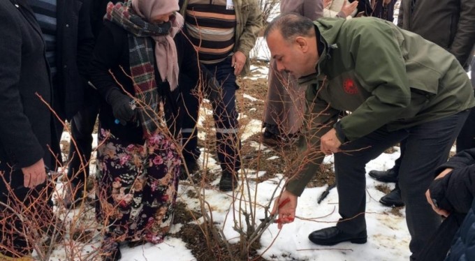 Türkiye'deki yaban mersininin üçte biri Bursa'da üretiliyor