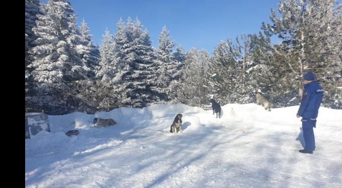 Uludağ'da aç kalan köpeklere jandarma şefkati