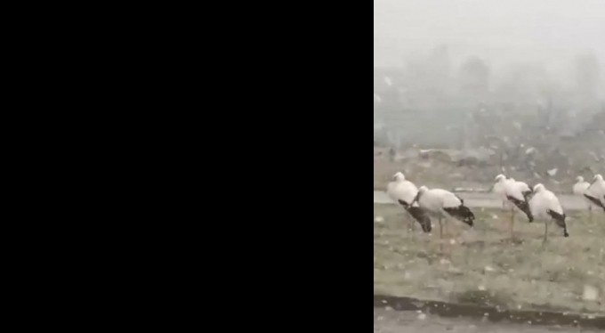 Bursa'da soğuktan donmak üzere olan leylekler kamerada