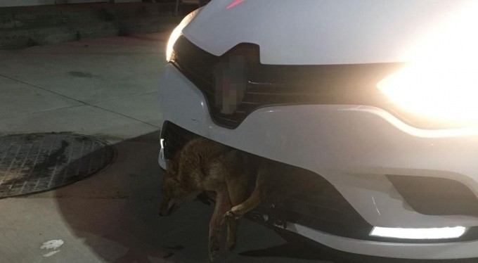 Otomobilin tamponuna çakal saplandı