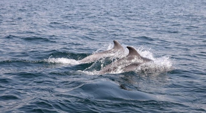 Dans eden yunuslar Mudanya'da görüntülendi
