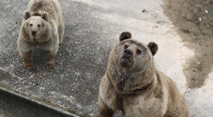 Barınağın yeni üyesi sevimli ayılar