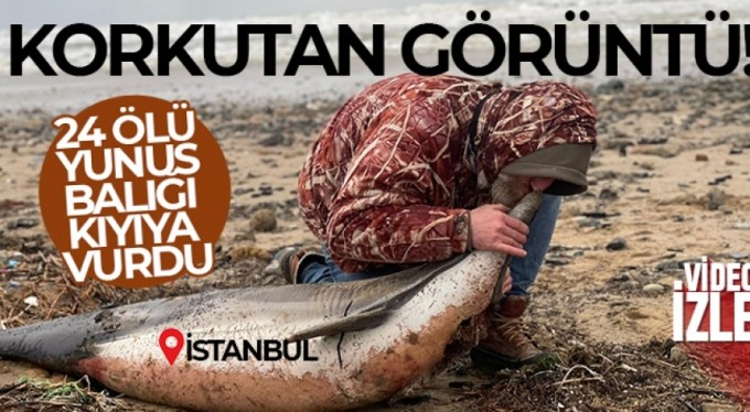 Eyüpsultan sahilinde korkutan görüntü, 24 ölü yunus balığı kıyıya vurdu