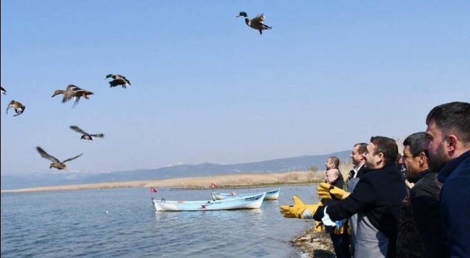 İznik Gölü'nde kaçak avcılardan kurtarılan 56 ördek artık özgür