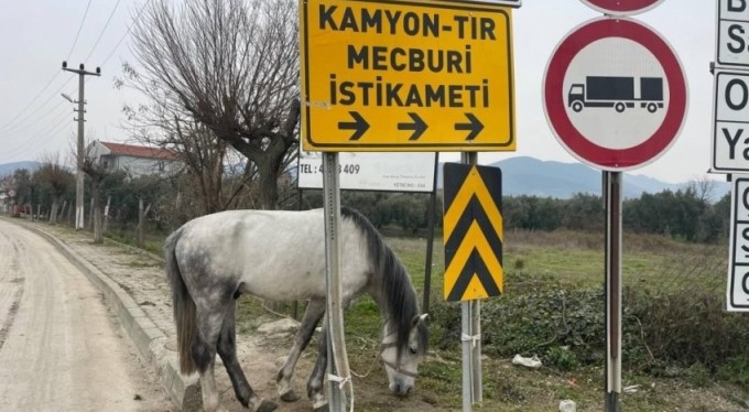 Yol ortasında ağaca bağlı atı görenler şoke oldu