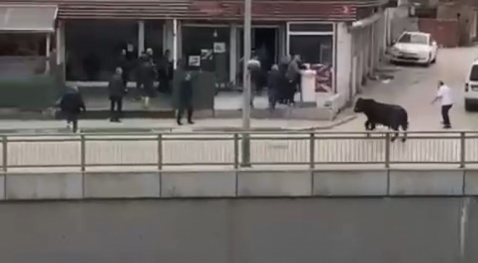 Kızgın boğa İspanyol arenasını aratmadı