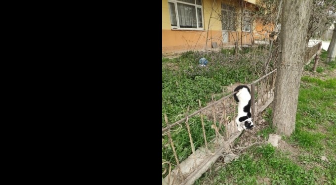 Bursa'da bahçe demirlerine saplanan kedi kurtarıldı