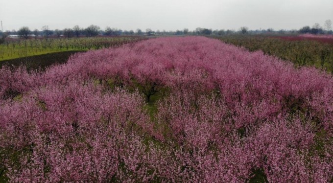 Meyve bahçeleri fotoğraf stüdyosuna döndü