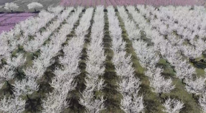 Çiçek açan meyve ağaçları kartpostallık görüntüler oluşturdu