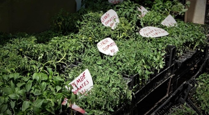 Vatandaşlar kendi sebzesini yetiştirmek için tohumculara akın etti