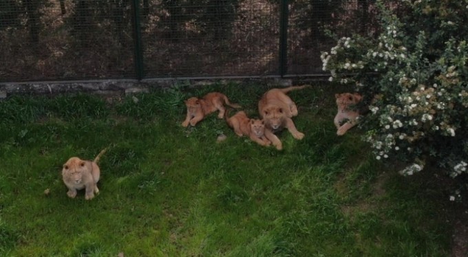 Bursa'nın kral ailesi büyüyor...7 yavru aslan görücüye çıktı